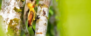 Imagen pájaro carpintero
